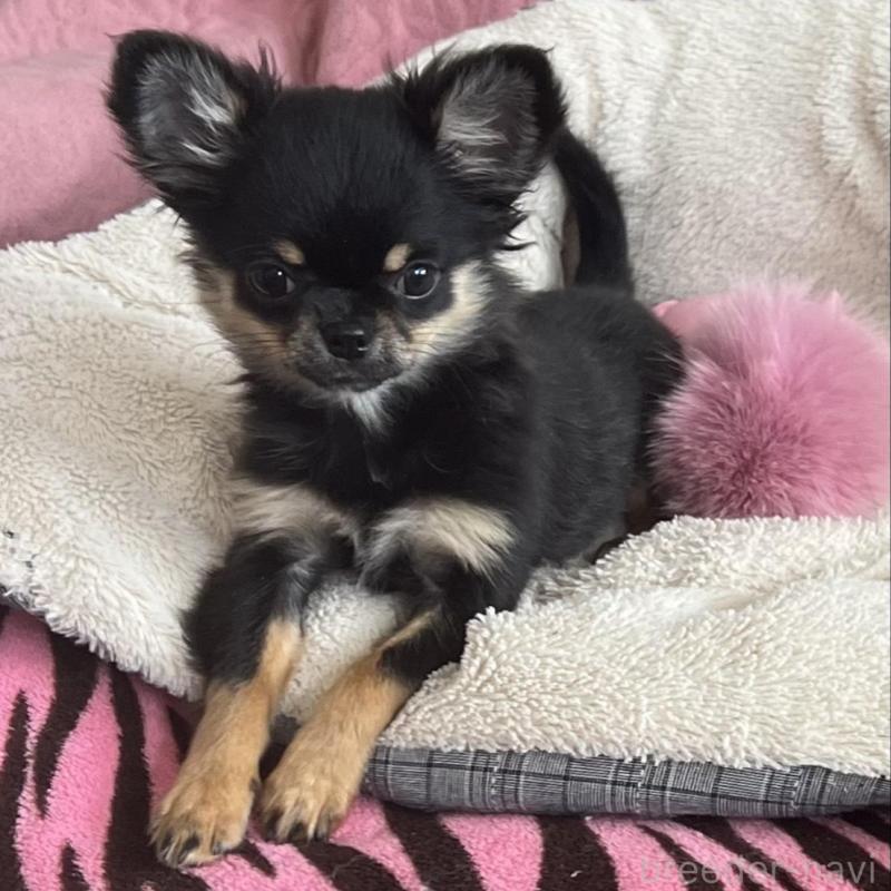 販売中の大阪府のチワワ(ロングコート)-454274の3枚目