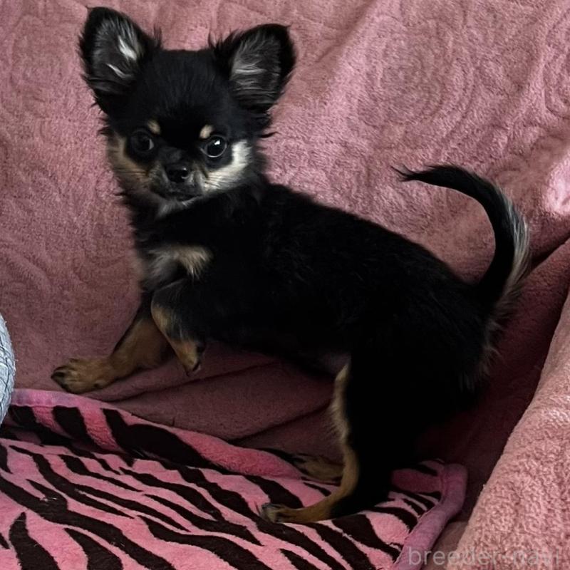 販売中の大阪府のチワワ(ロングコート)-454274の2枚目