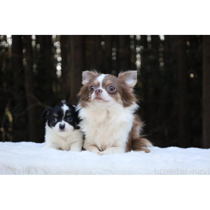 販売中の栃木県のチワワ(ロングコート)-454273の6枚目