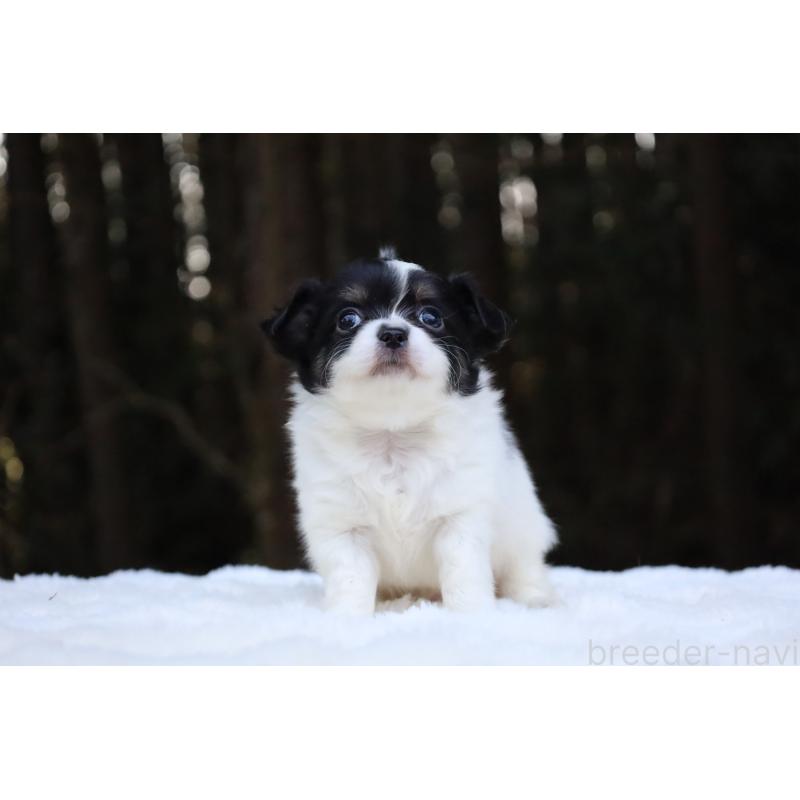 販売中の栃木県のチワワ(ロングコート)-454273の5枚目