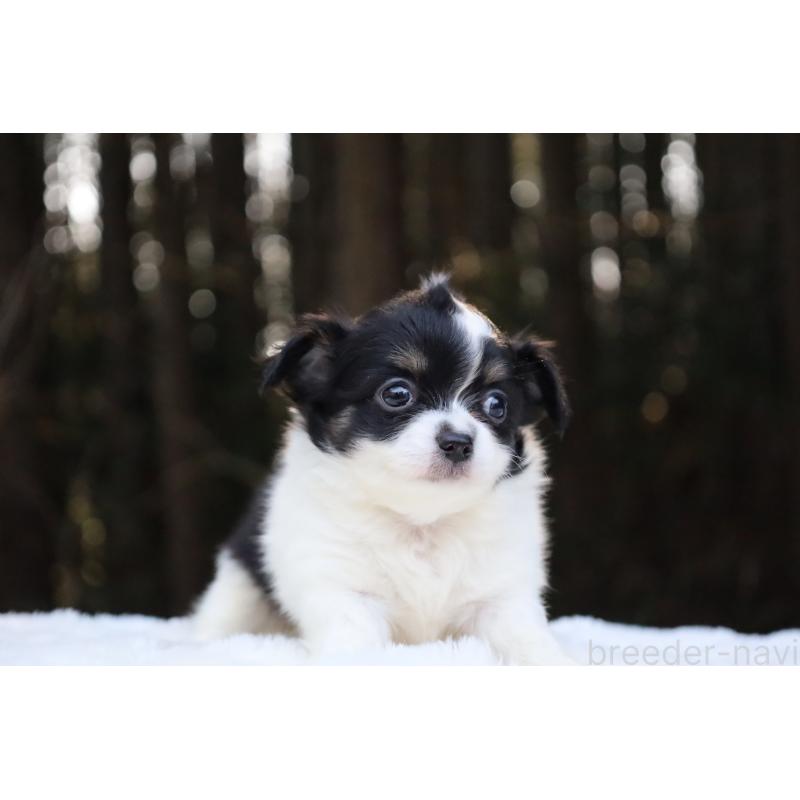 販売中の栃木県のチワワ(ロングコート)-454273の4枚目