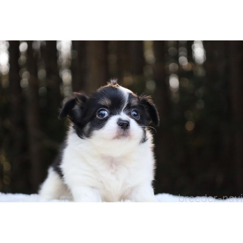 販売中の栃木県のチワワ(ロングコート)-454273の2枚目