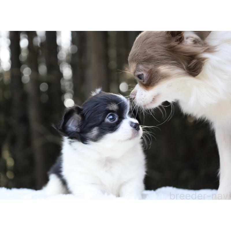 イザベラちゃん2枚目