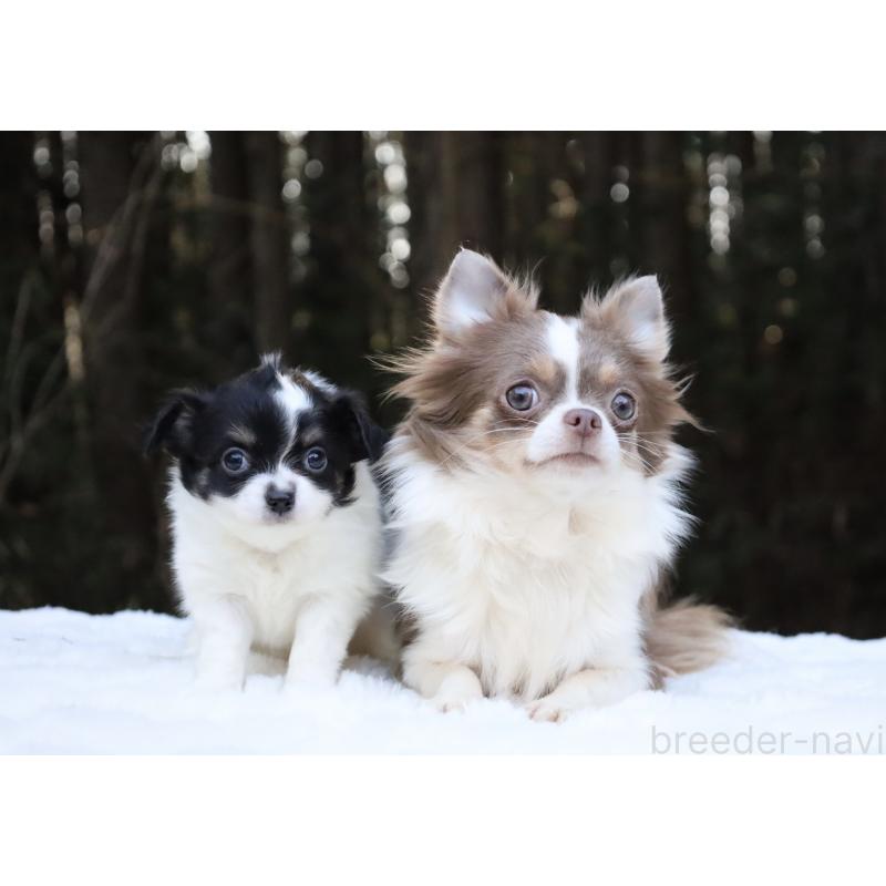 イザベラちゃん3枚目