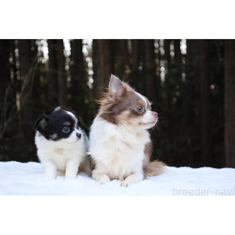 イザベラちゃん5枚目