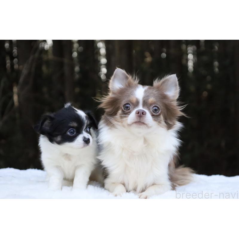 イザベラちゃん6枚目