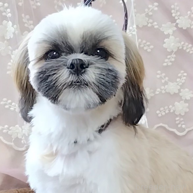 販売中の神奈川県のシーズー-440410