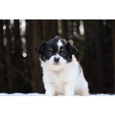 オンライン見学