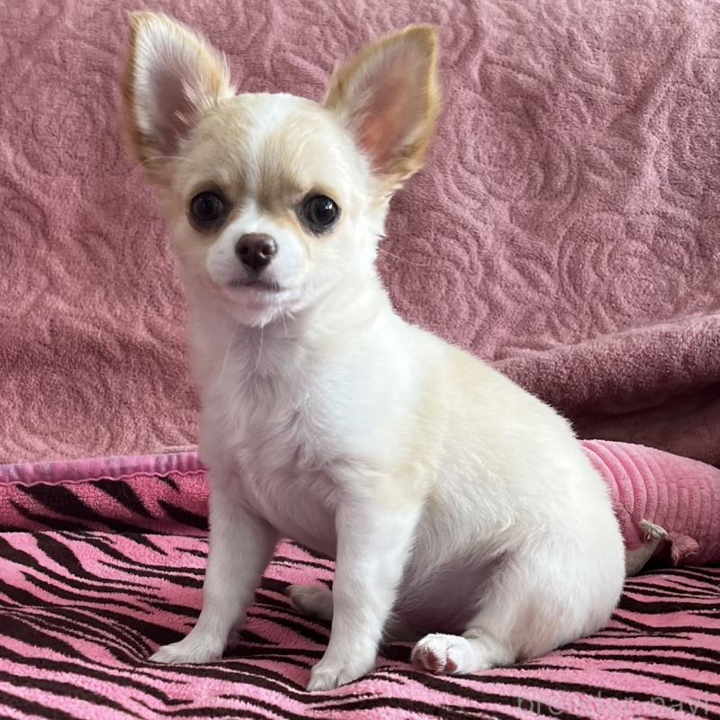 販売中の大阪府のチワワ(ロングコート)-454275の10枚目