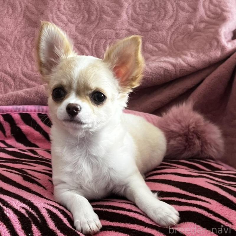 販売中の大阪府のチワワ(ロングコート)-454275の9枚目