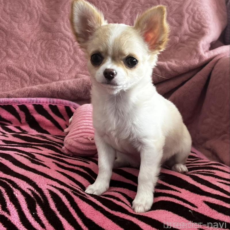 販売中の大阪府のチワワ(ロングコート)-454275の8枚目