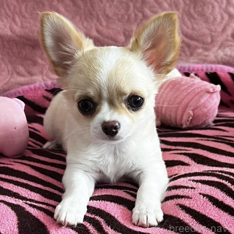 販売中の大阪府のチワワ(ロングコート)-454275