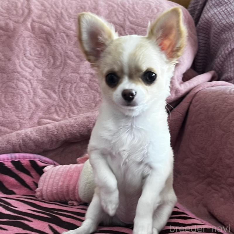 販売中の大阪府のチワワ(ロングコート)-454275の7枚目