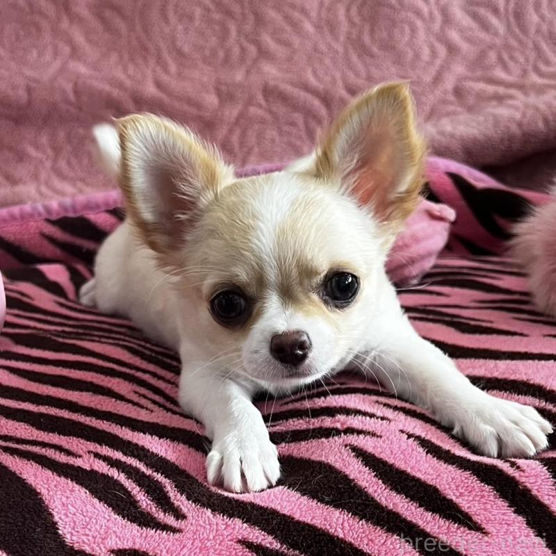 販売中の大阪府のチワワ(ロングコート)-454275の6枚目