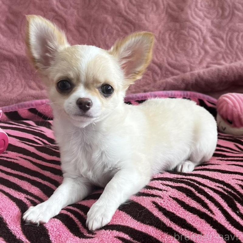 販売中の大阪府のチワワ(ロングコート)-454275の5枚目