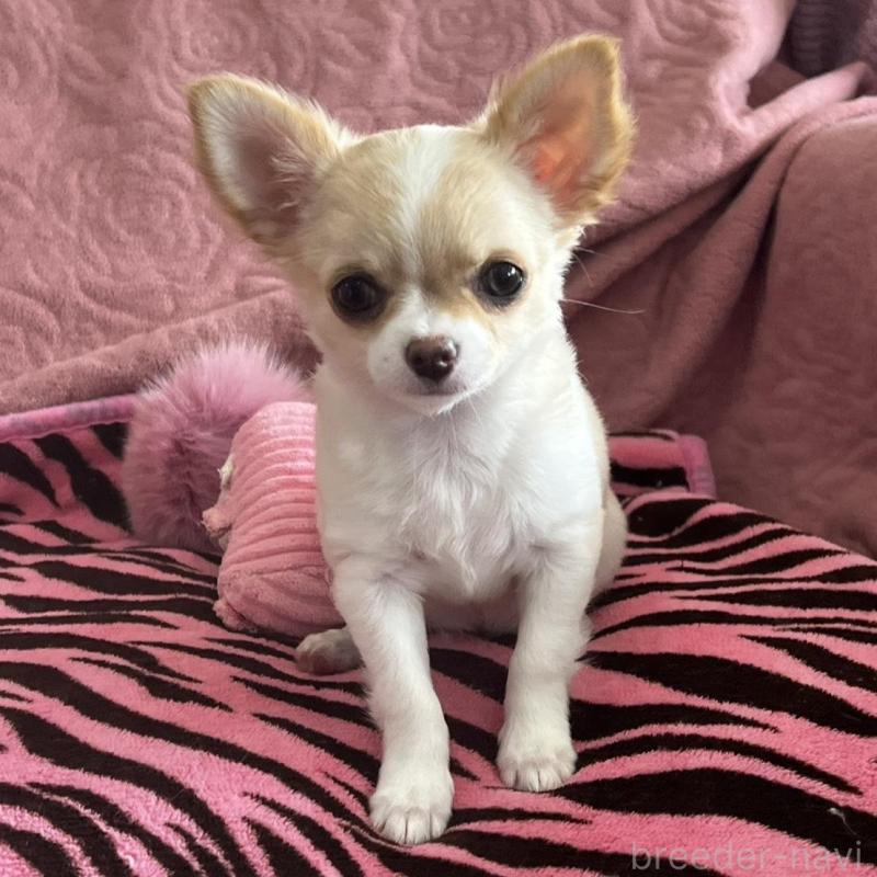 販売中の大阪府のチワワ(ロングコート)-454275の4枚目