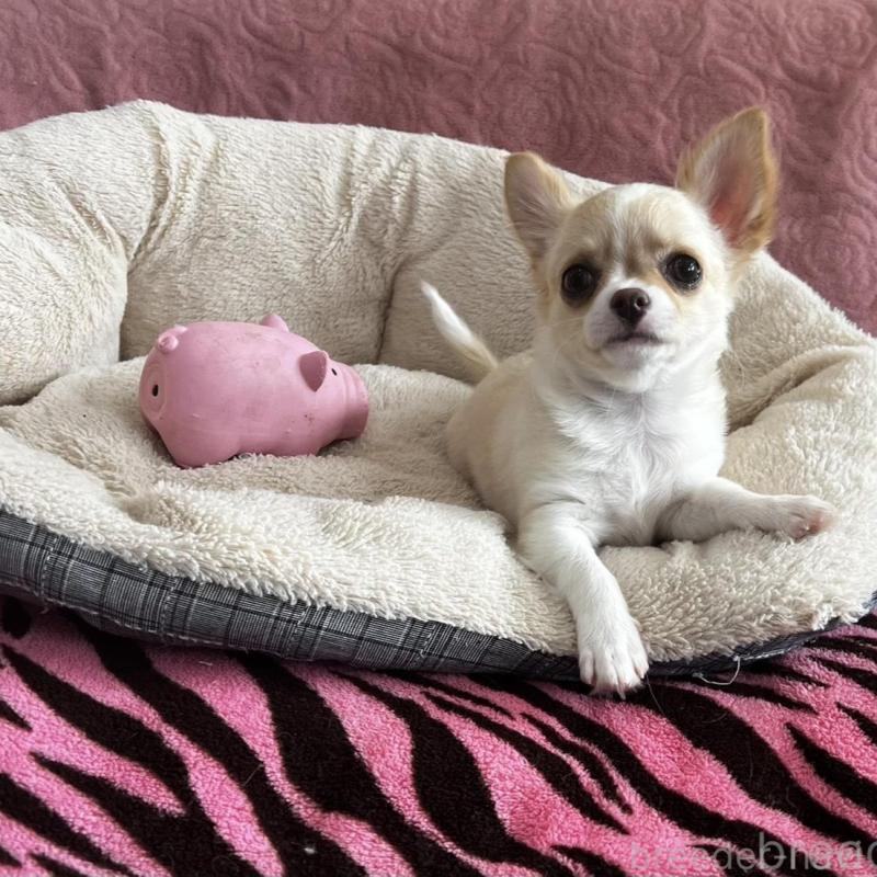 販売中の大阪府のチワワ(ロングコート)-454275の2枚目