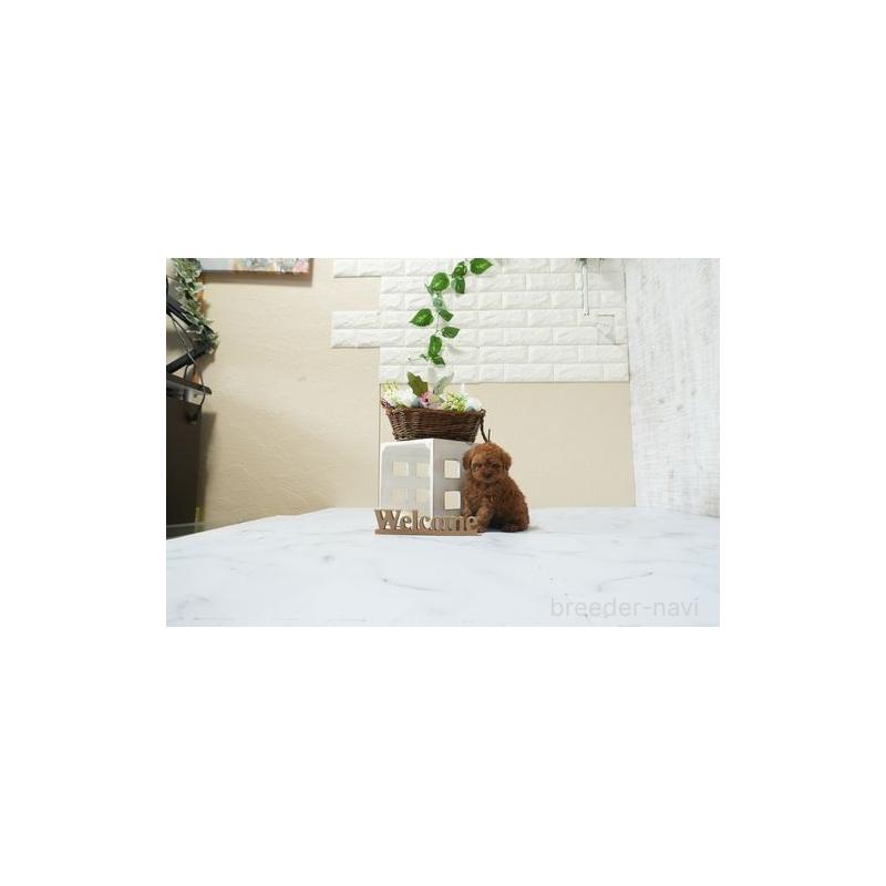 販売中の滋賀県のティーカッププードル-453715の5枚目