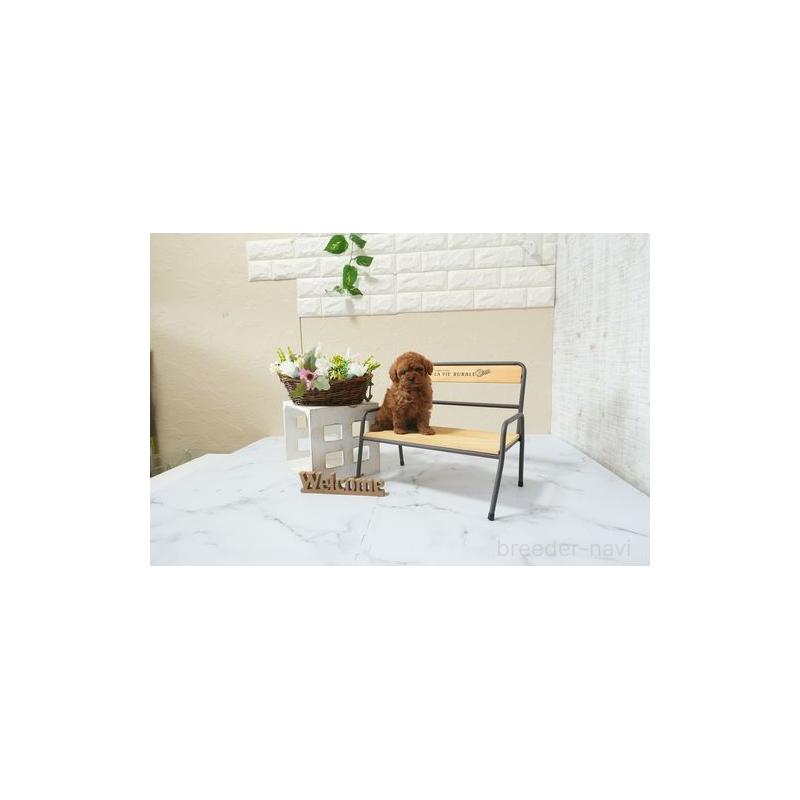 販売中の滋賀県のティーカッププードル-453715の3枚目