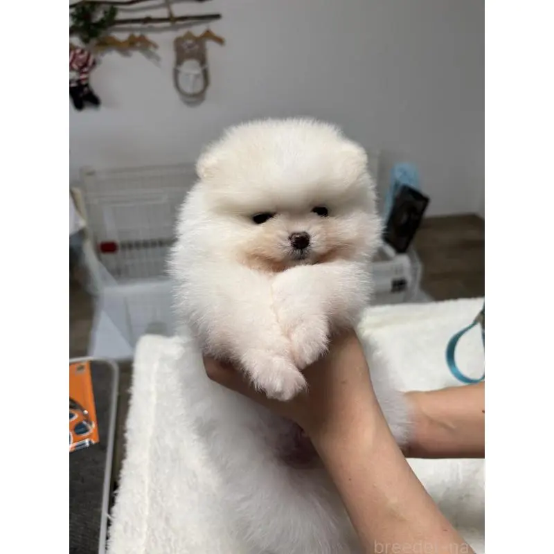 販売中の香川県のポメラニアン-454276の3枚目