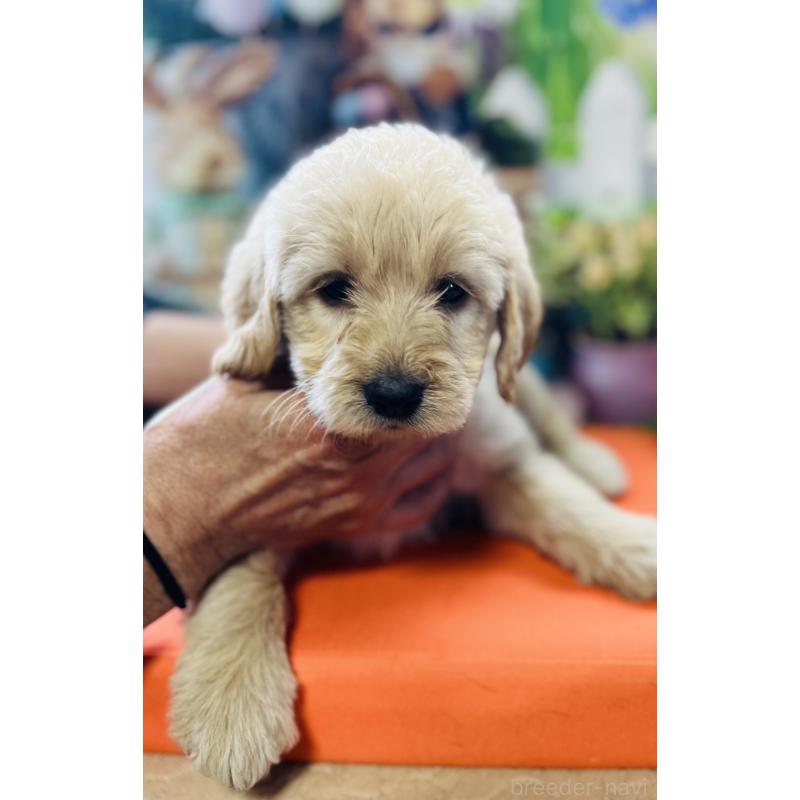 販売中の北海道のラブラドゥードル:ラブラドールレトリーバー×プードル-450380