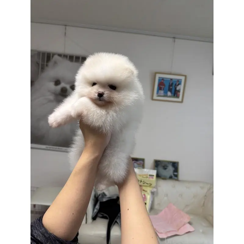 販売中の香川県のポメラニアン-454276の2枚目