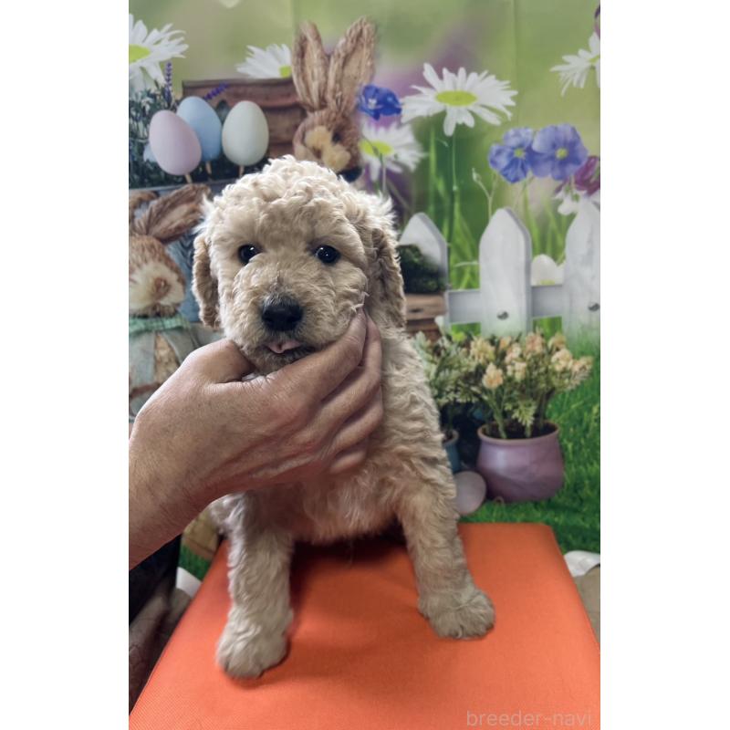 販売中の北海道のラブラドゥードル:ラブラドールレトリーバー×プードル-449434