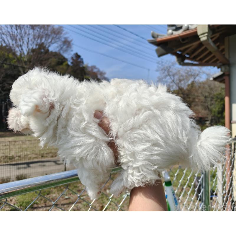 販売中の茨城県のマルチーズ-454280の5枚目