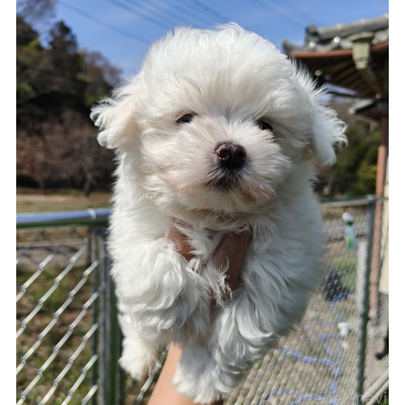販売中の茨城県のマルチーズ-454280の4枚目