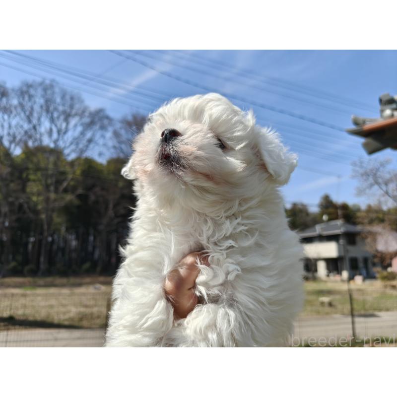 販売中の茨城県のマルチーズ-454280の2枚目