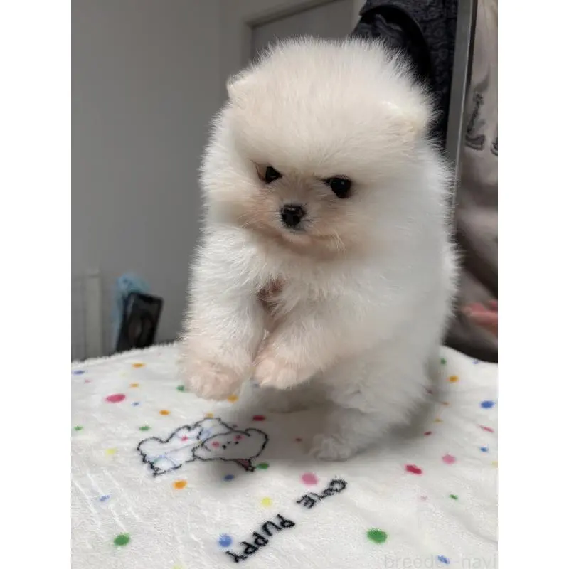 販売中の香川県のポメラニアン-454277の3枚目