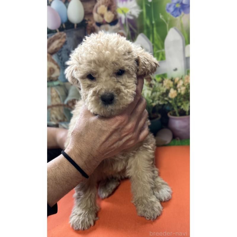 販売中の北海道のラブラドゥードル:ラブラドールレトリーバー×プードル-450372