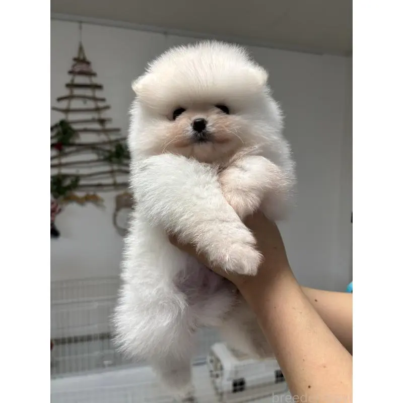 販売中の香川県のポメラニアン-454277の2枚目