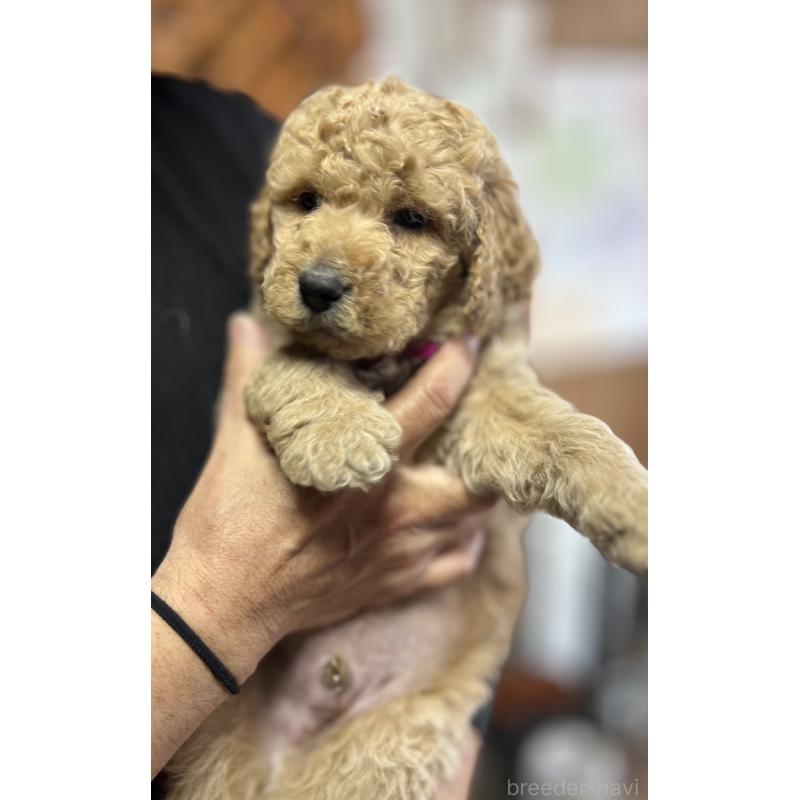 販売中の北海道のラブラドゥードル:ラブラドールレトリーバー×プードル-450369