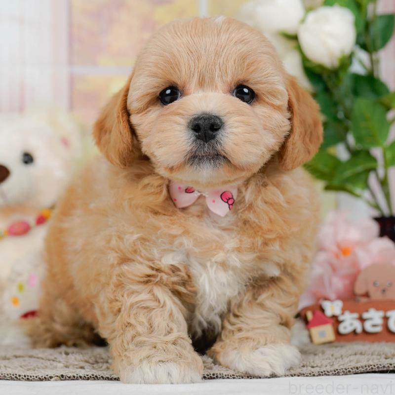 販売中の神奈川県のミックス犬-454278