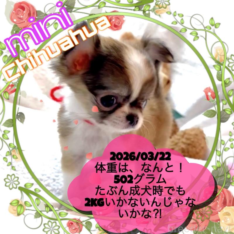 販売中の大阪府のチワワ(ロングコート)-454282の15枚目