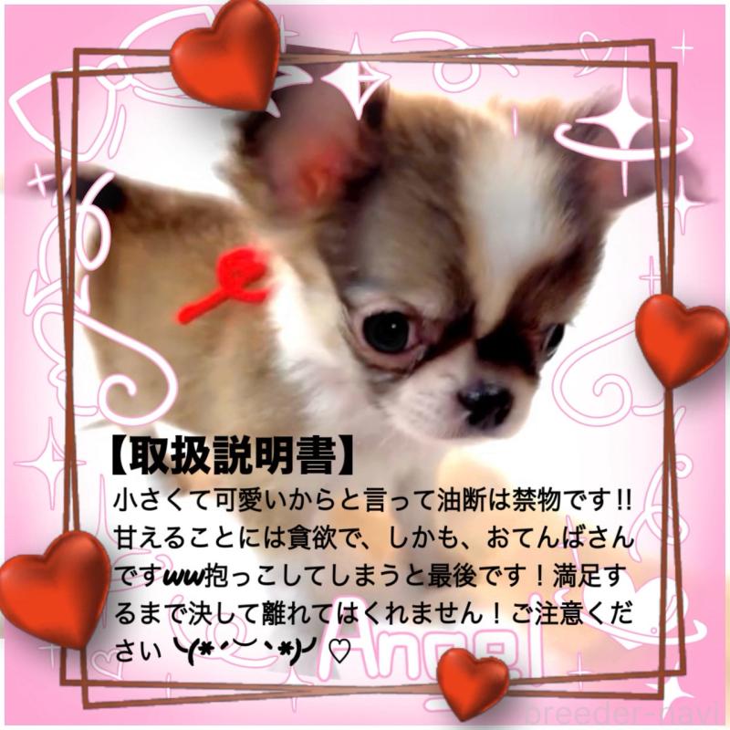 販売中の大阪府のチワワ(ロングコート)-454282の14枚目