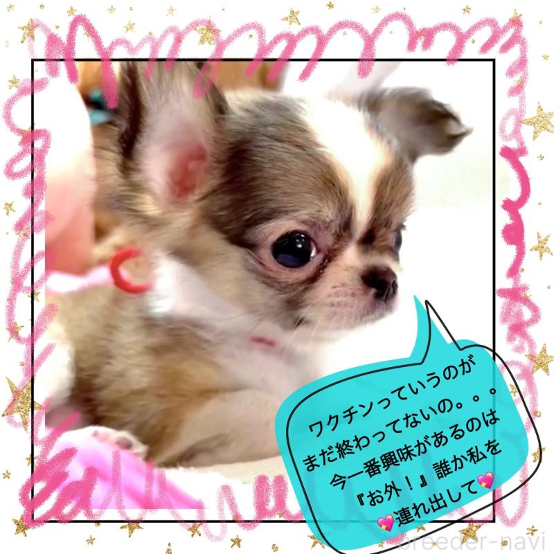 販売中の大阪府のチワワ(ロングコート)-454282の13枚目