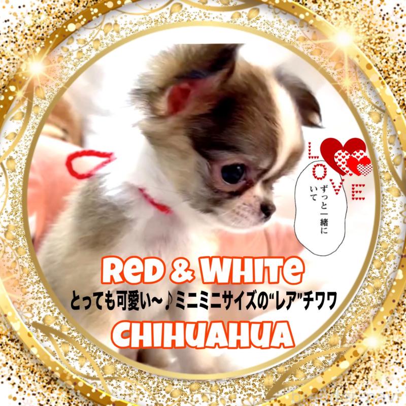 販売中の大阪府のチワワ(ロングコート)-454282の10枚目