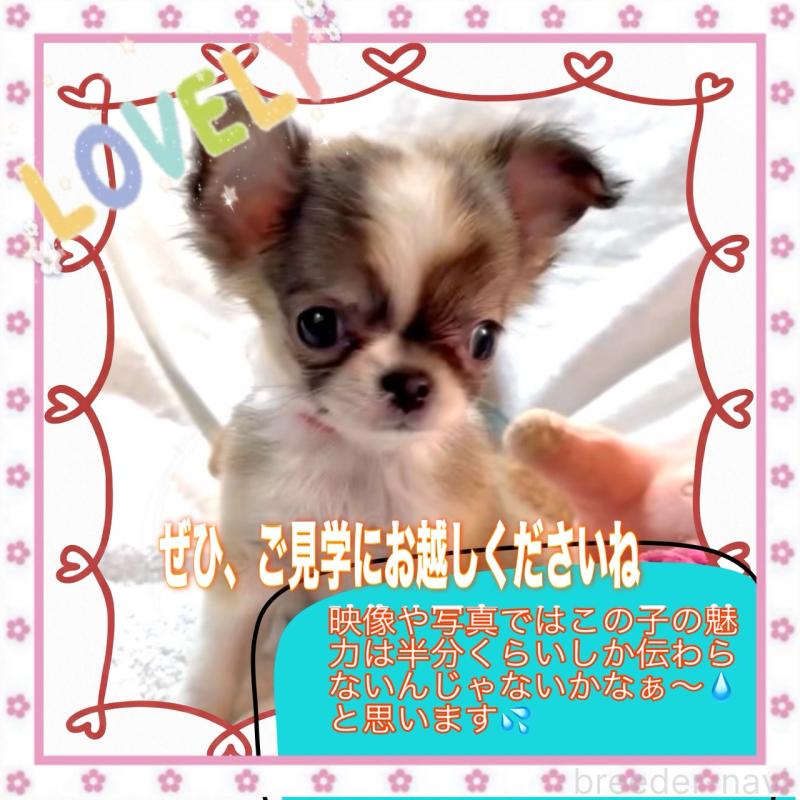 販売中の大阪府のチワワ(ロングコート)-454282の9枚目