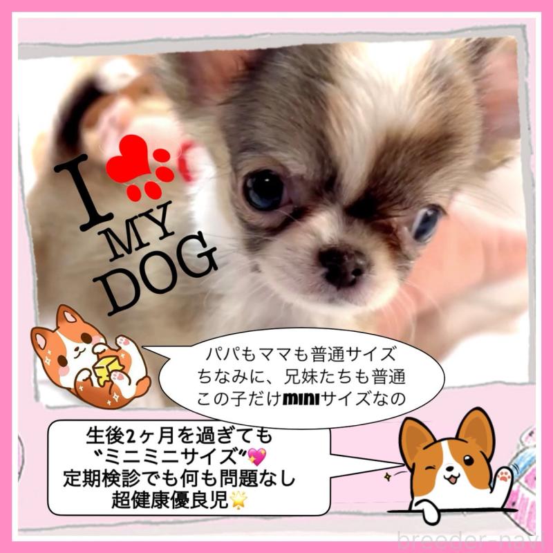 販売中の大阪府のチワワ(ロングコート)-454282の8枚目