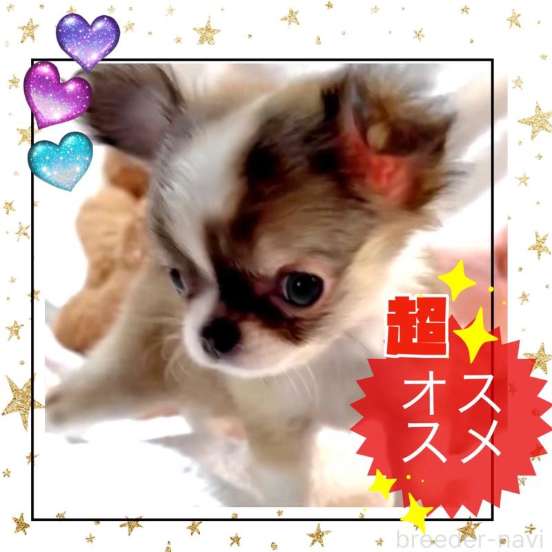 販売中の大阪府のチワワ(ロングコート)-454282の7枚目