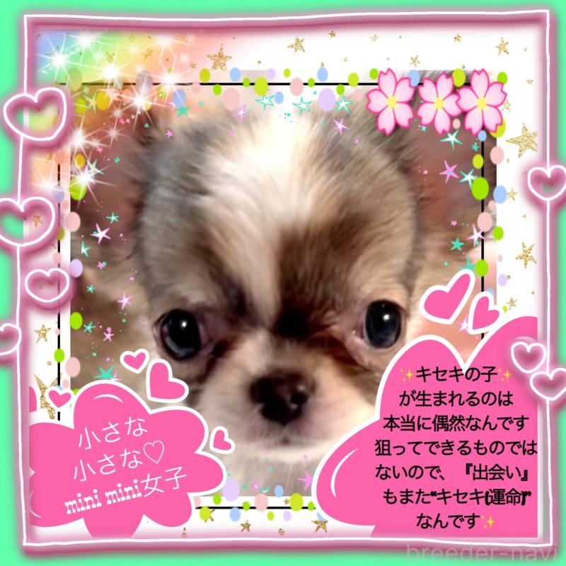 販売中の大阪府のチワワ(ロングコート)-454282の6枚目