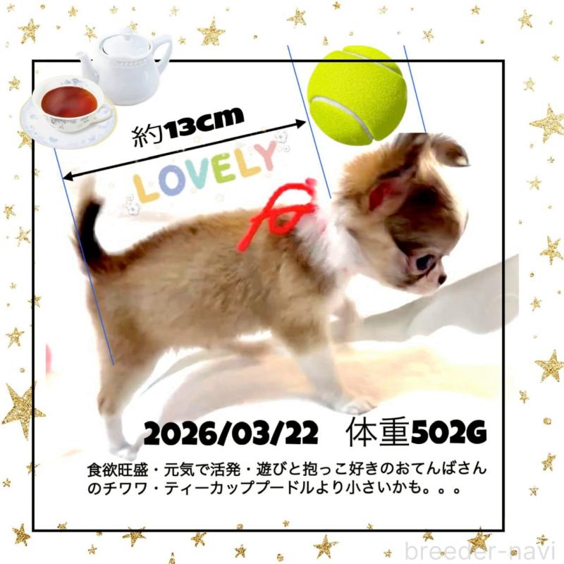 販売中の大阪府のチワワ(ロングコート)-454282の5枚目