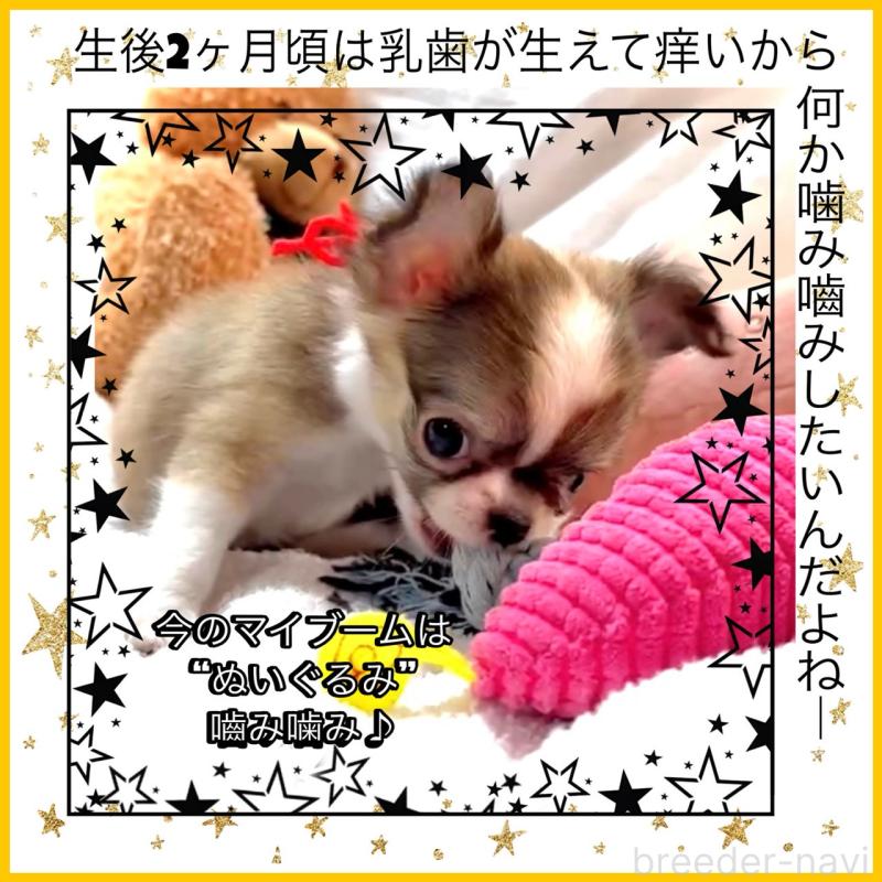 販売中の大阪府のチワワ(ロングコート)-454282の4枚目