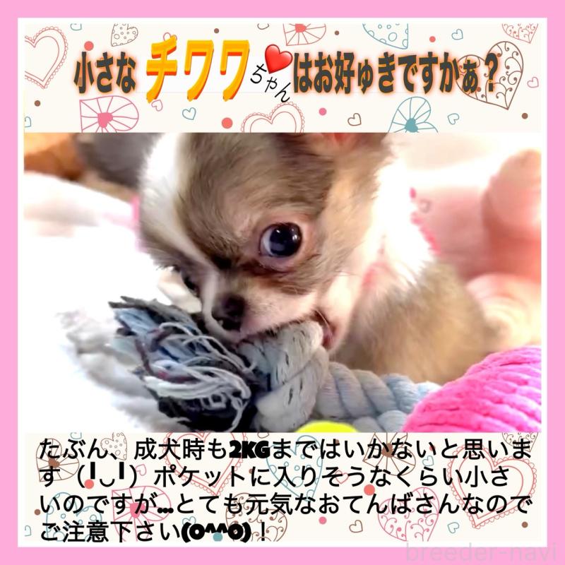 販売中の大阪府のチワワ(ロングコート)-454282の3枚目