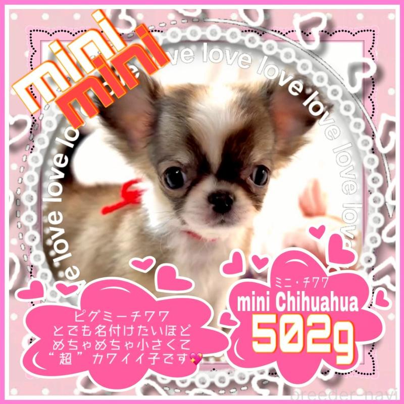 販売中の大阪府のチワワ(ロングコート)-454282の2枚目