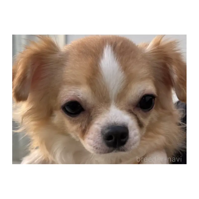 ヒヨリちゃん2枚目