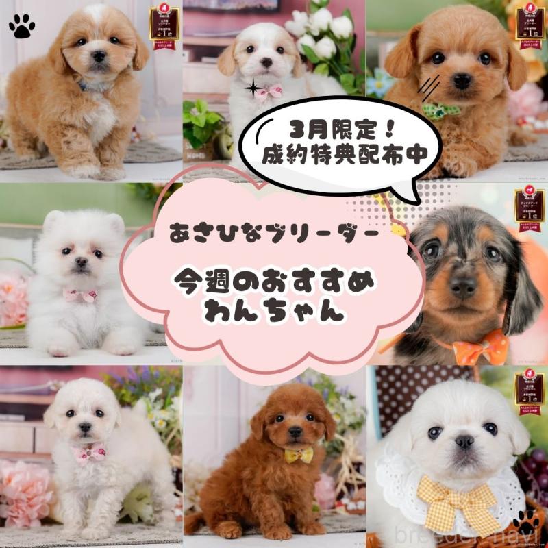 販売中の神奈川県のチワズー:チワワ×シーズー-454286の3枚目