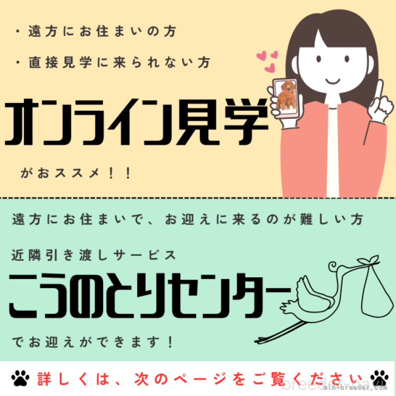 販売中の静岡県のチワズー:チワワ×シーズー-454290の4枚目